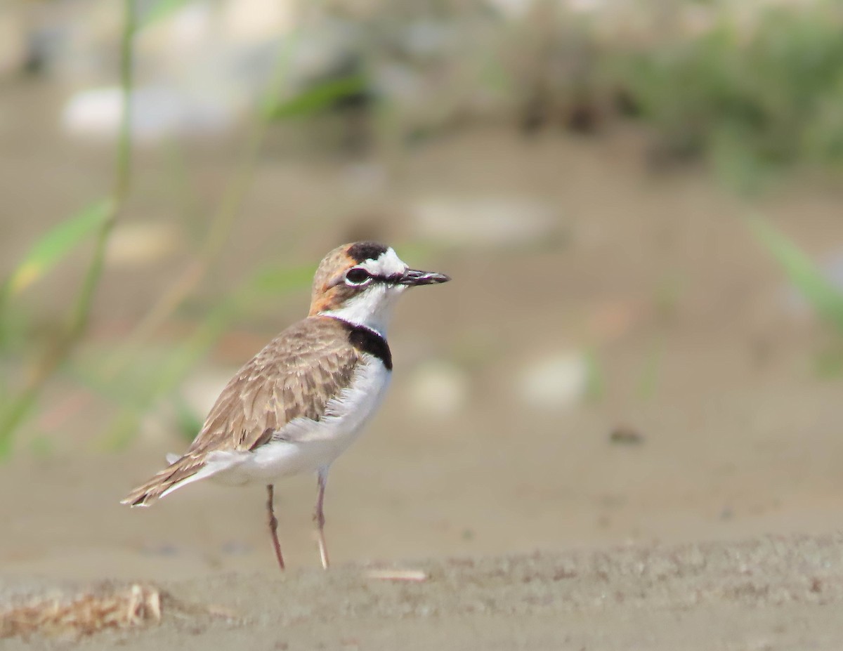 Collared Plover - ML621445704