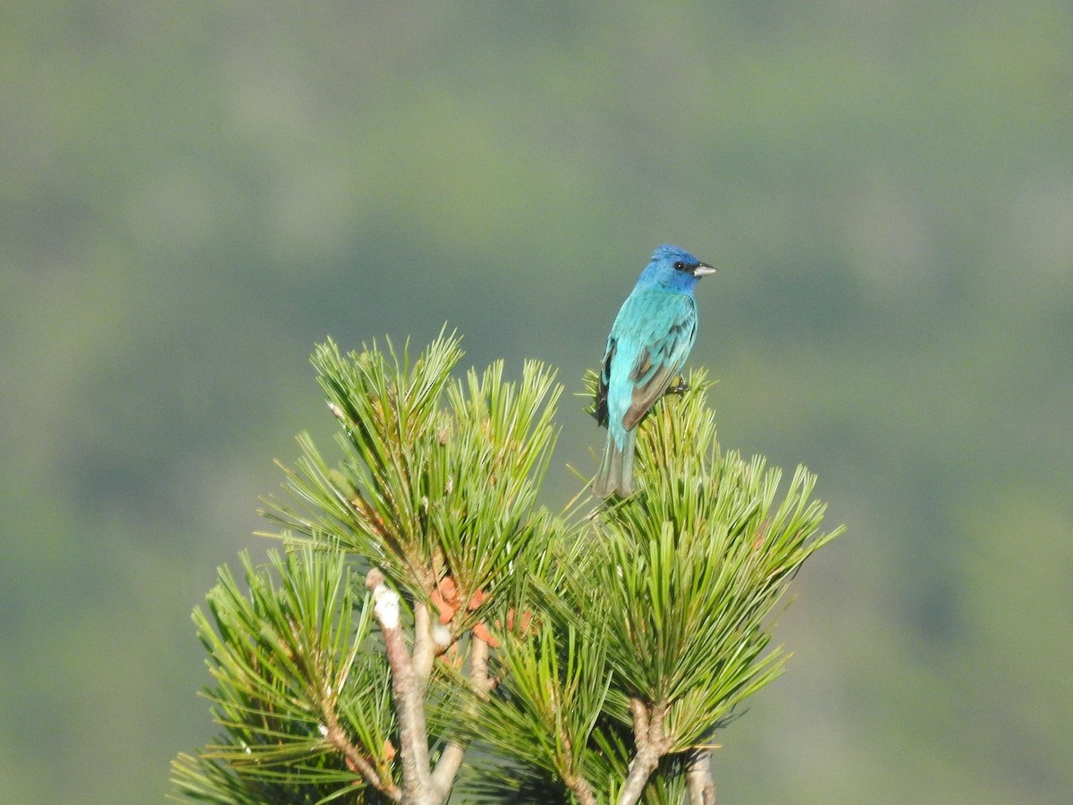 Indigo Bunting - ML621445713