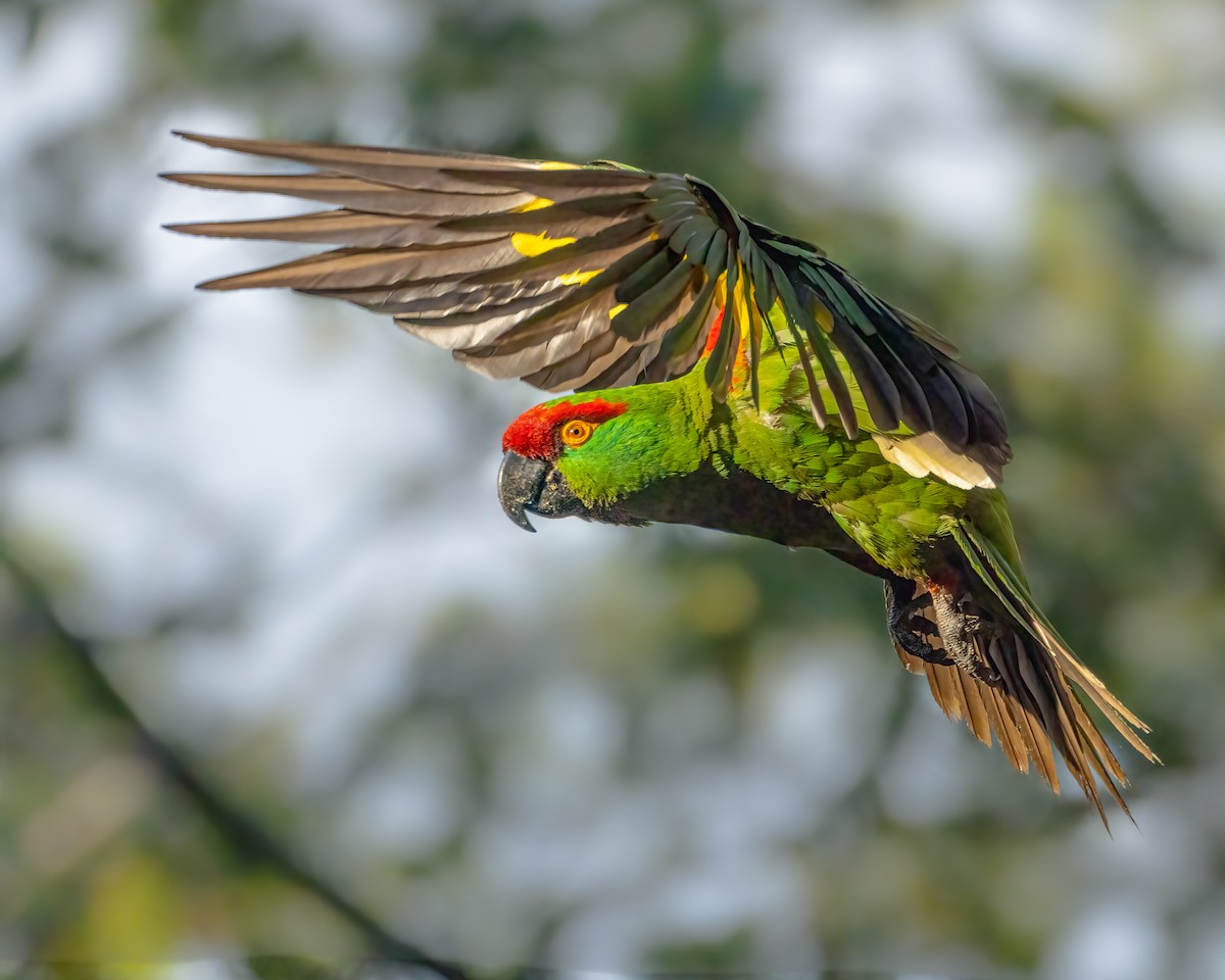 Thick-billed Parrot - ML621445820