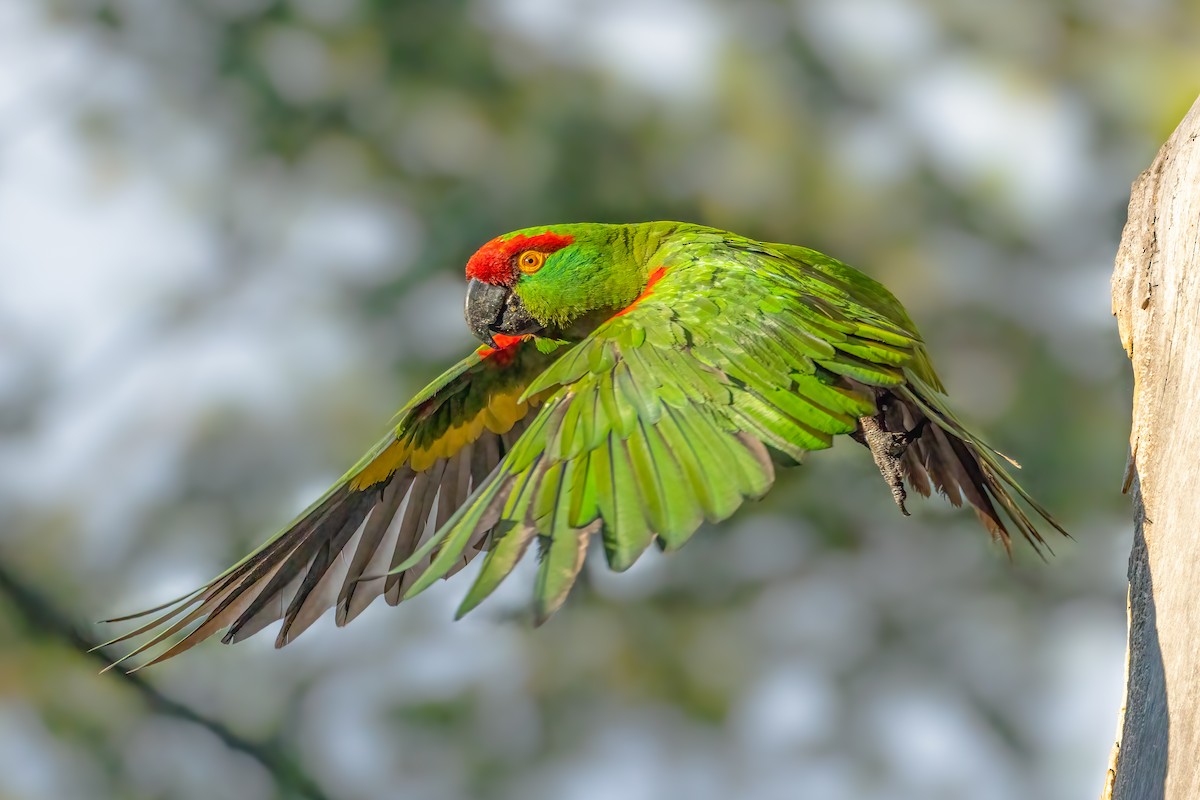 Thick-billed Parrot - ML621445821