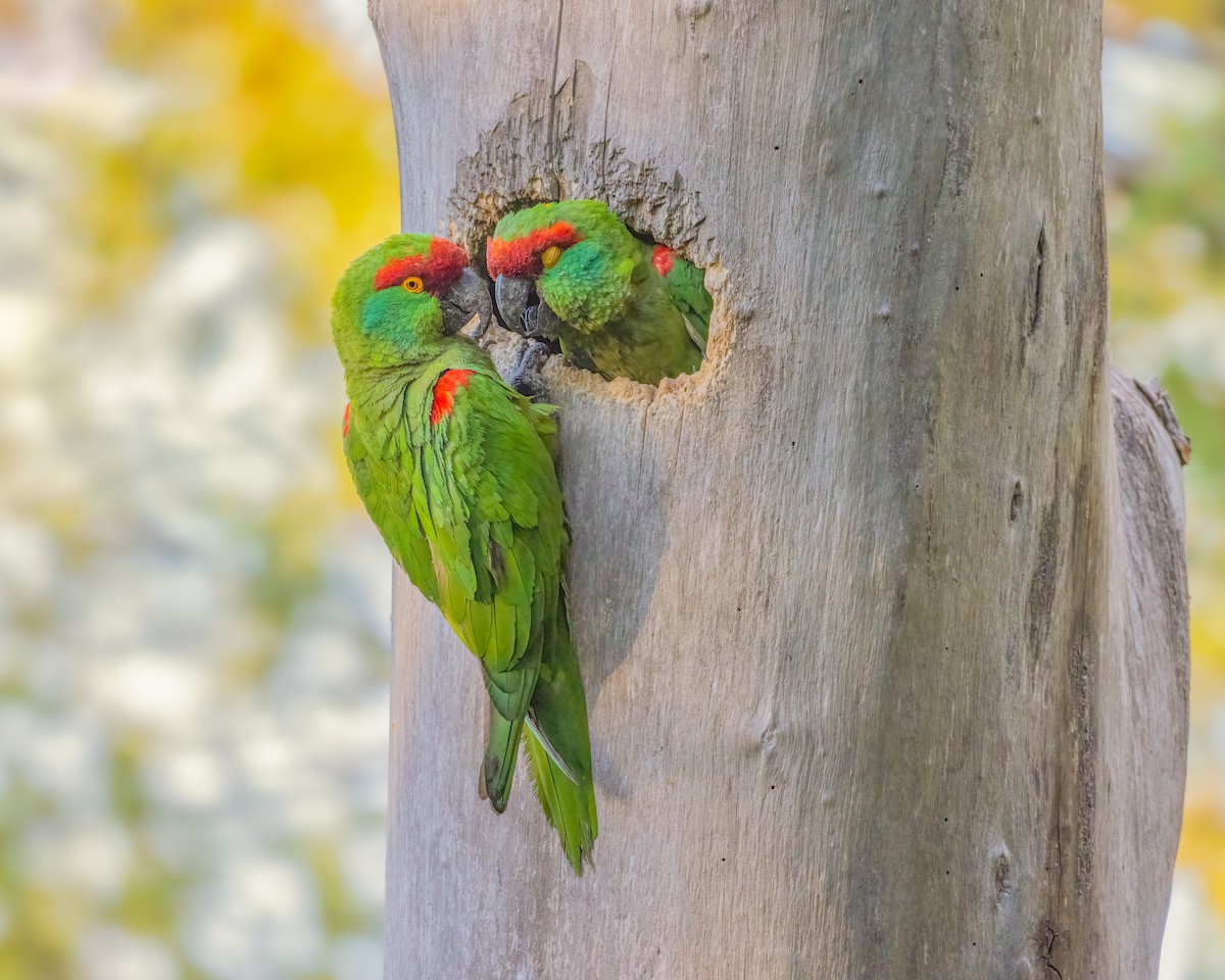 Thick-billed Parrot - ML621445873