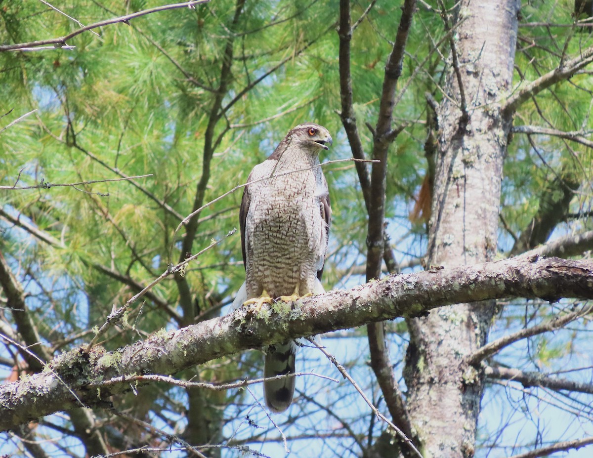 American Goshawk - ML621445882