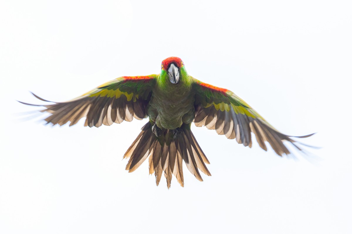 Thick-billed Parrot - ML621445898
