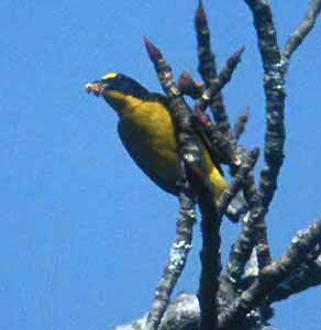 Yellow-throated Euphonia - ML62144591