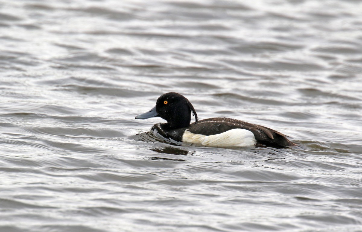 Tufted Duck - ML621445952