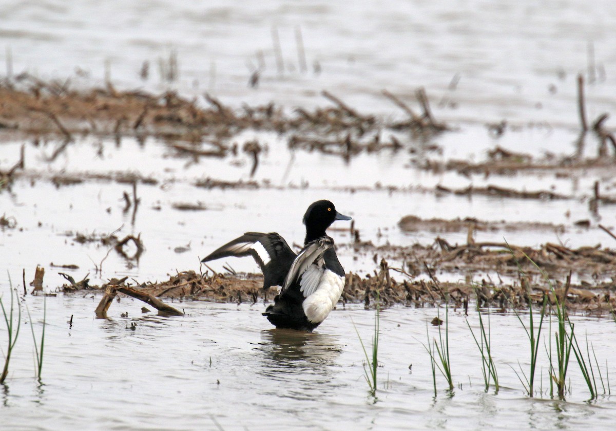 Tufted Duck - ML621445954