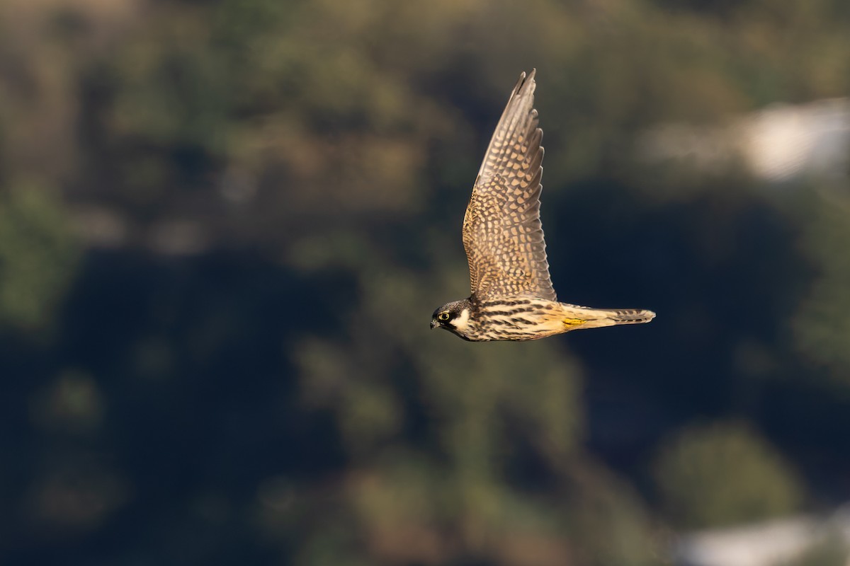 Eurasian Hobby - Bart Hoekstra