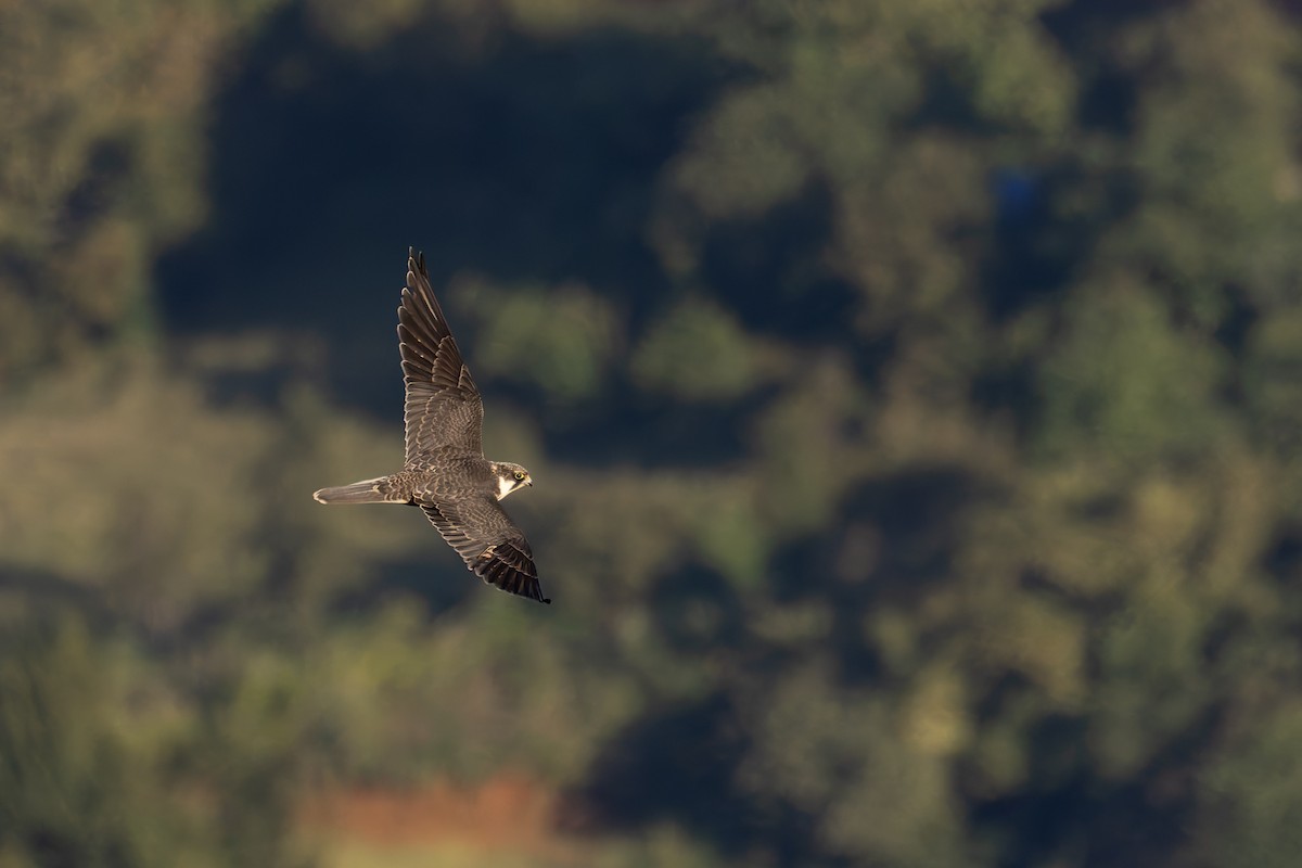 Eurasian Hobby - Bart Hoekstra