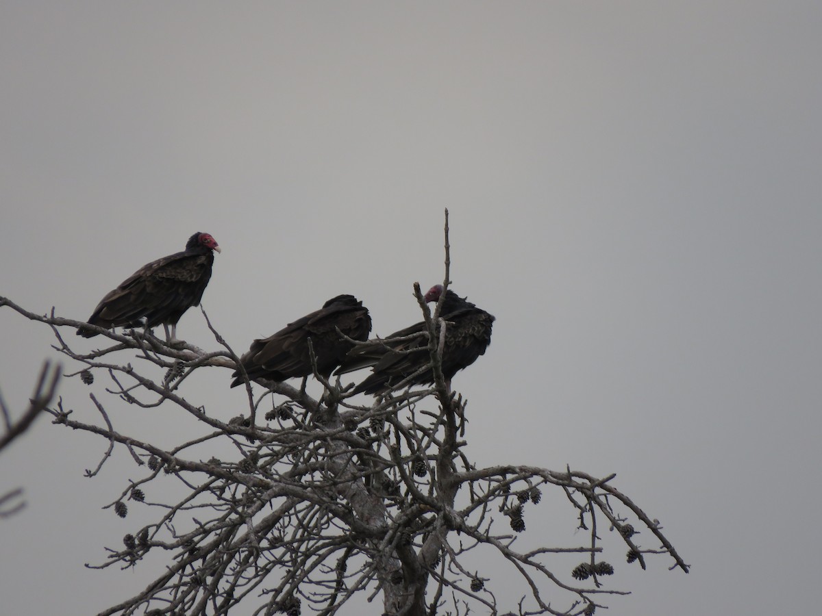 Turkey Vulture - Carolyn Schwab