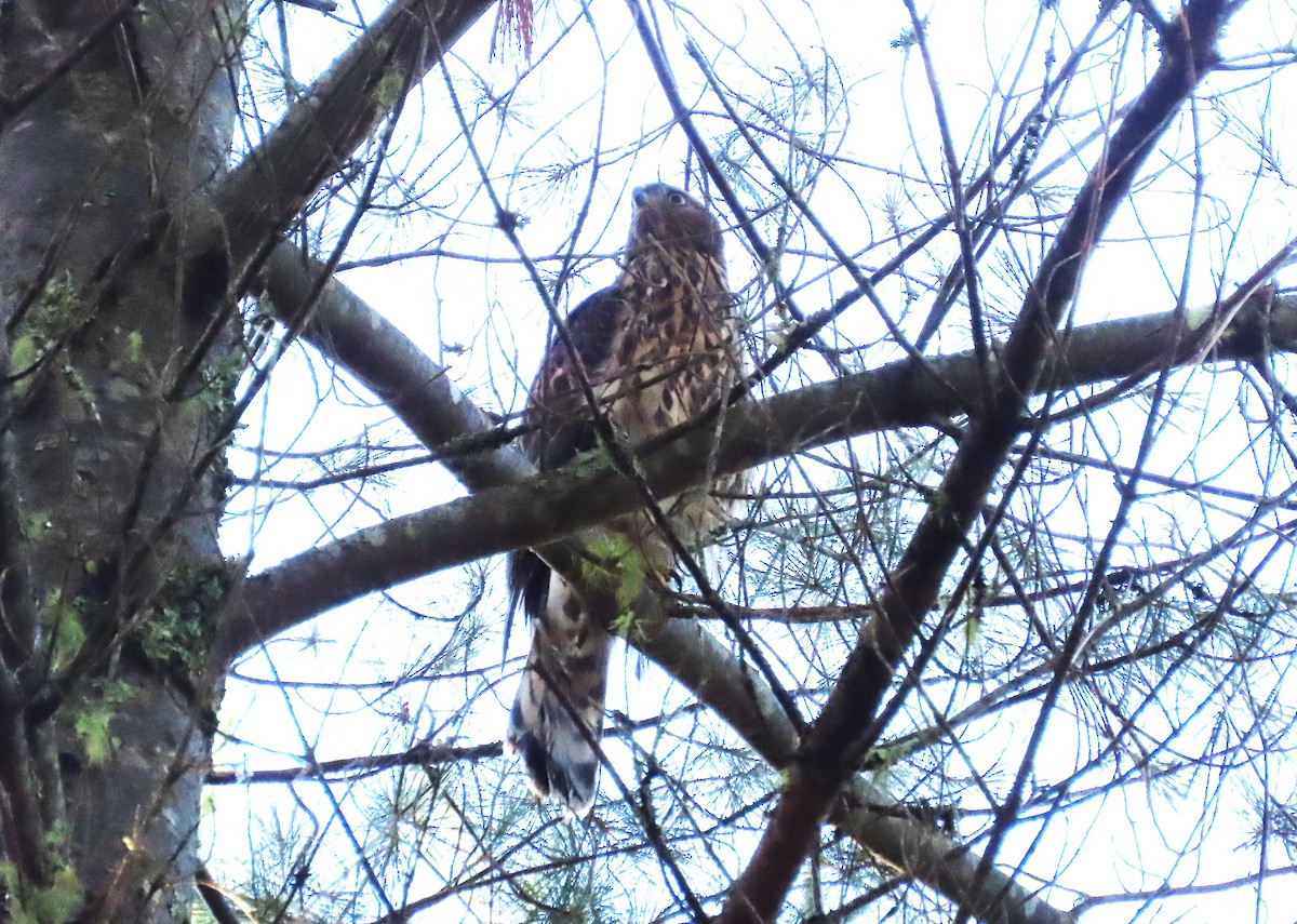 American Goshawk - ML621446150