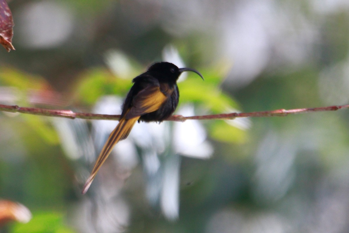 Golden-winged Sunbird - ML621446255