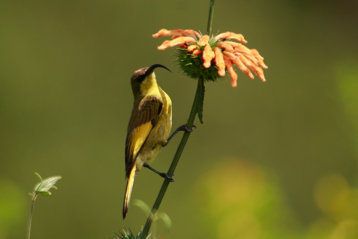 Golden-winged Sunbird - ML621446256