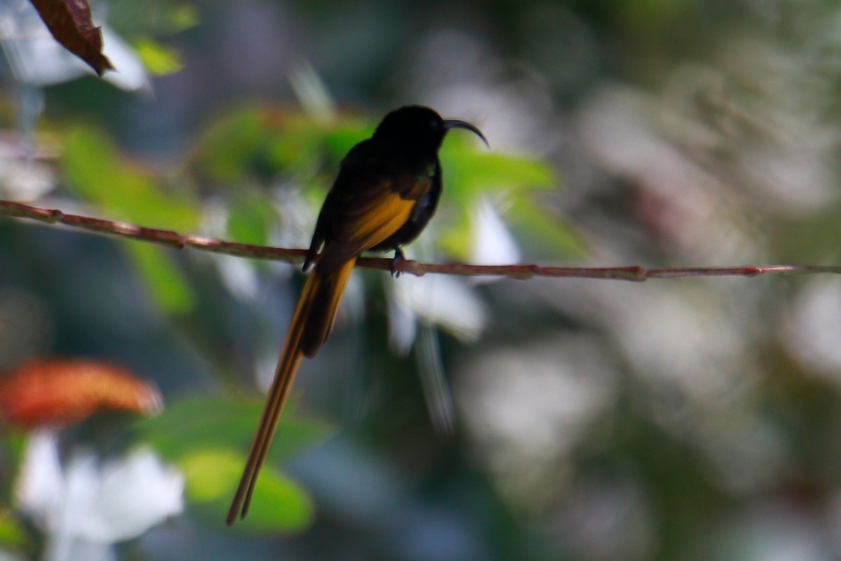 Golden-winged Sunbird - ML621446257