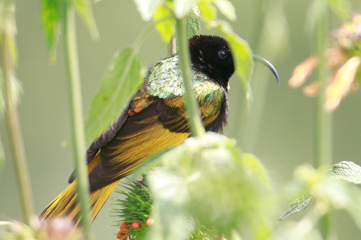 Golden-winged Sunbird - ML621446258