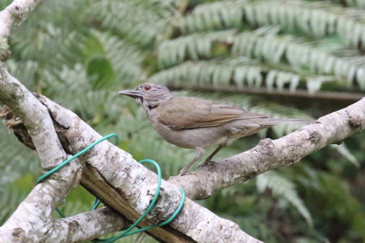 Pale-breasted Thrush - ML621446285