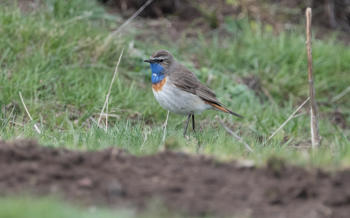 Bluethroat (Caucasian) - ML621446393