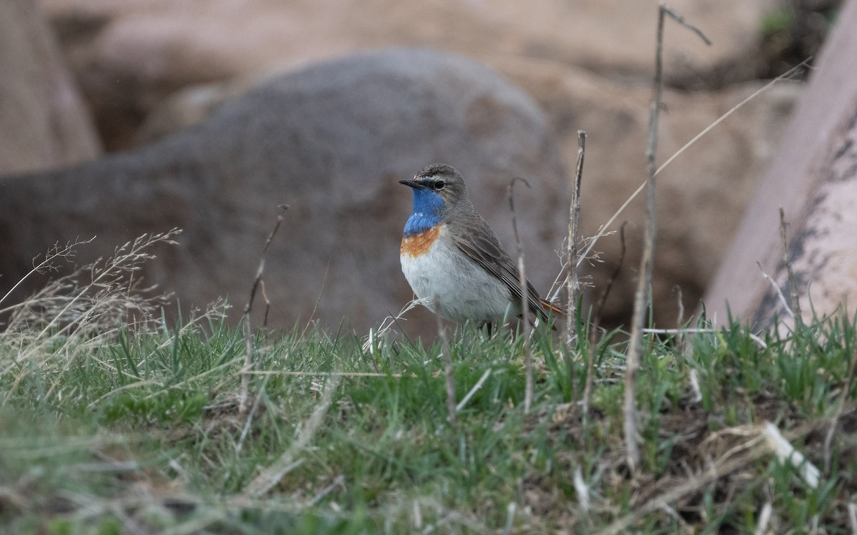 Bluethroat (Caucasian) - ML621446399