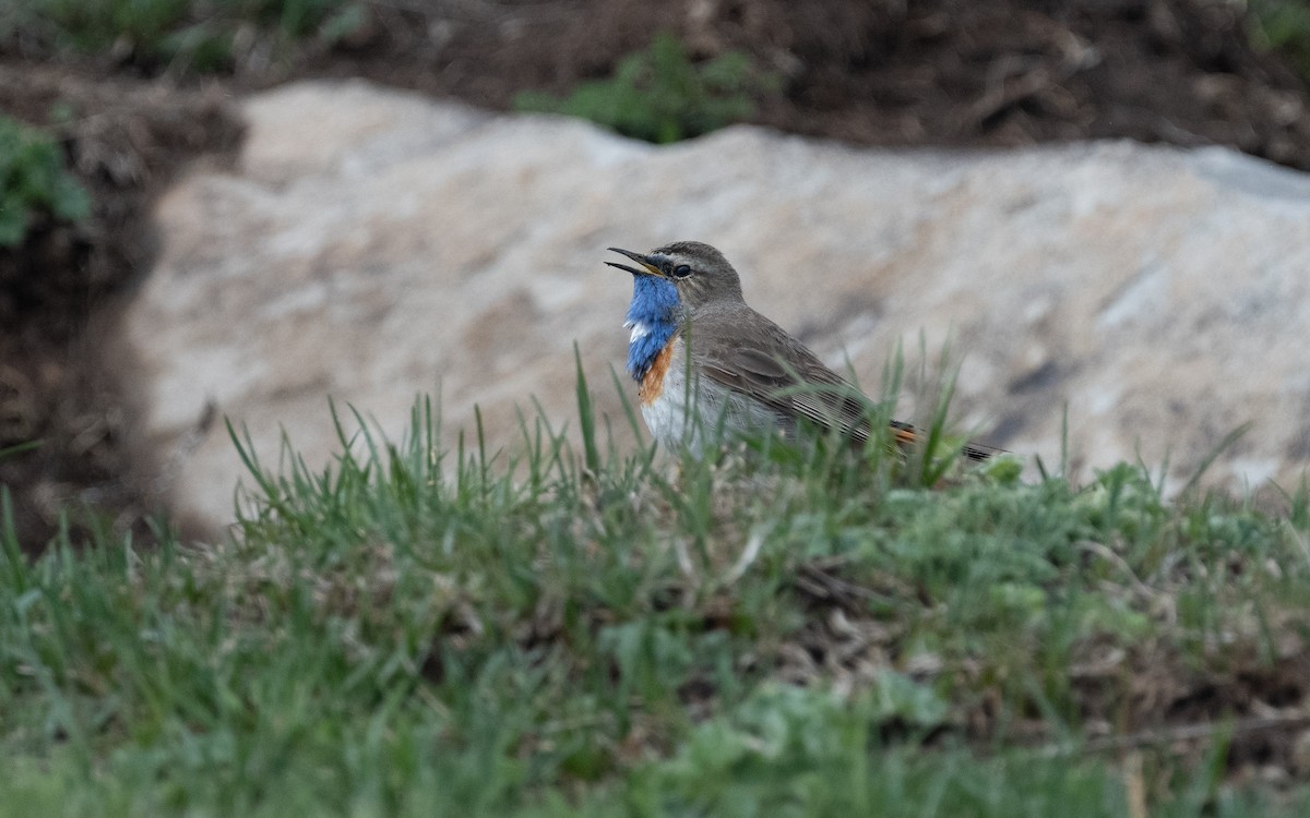 Bluethroat (Caucasian) - ML621446404