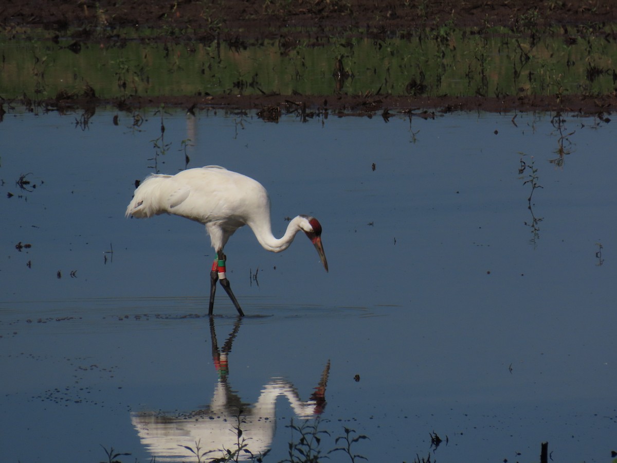 Whooping Crane - ML621446405