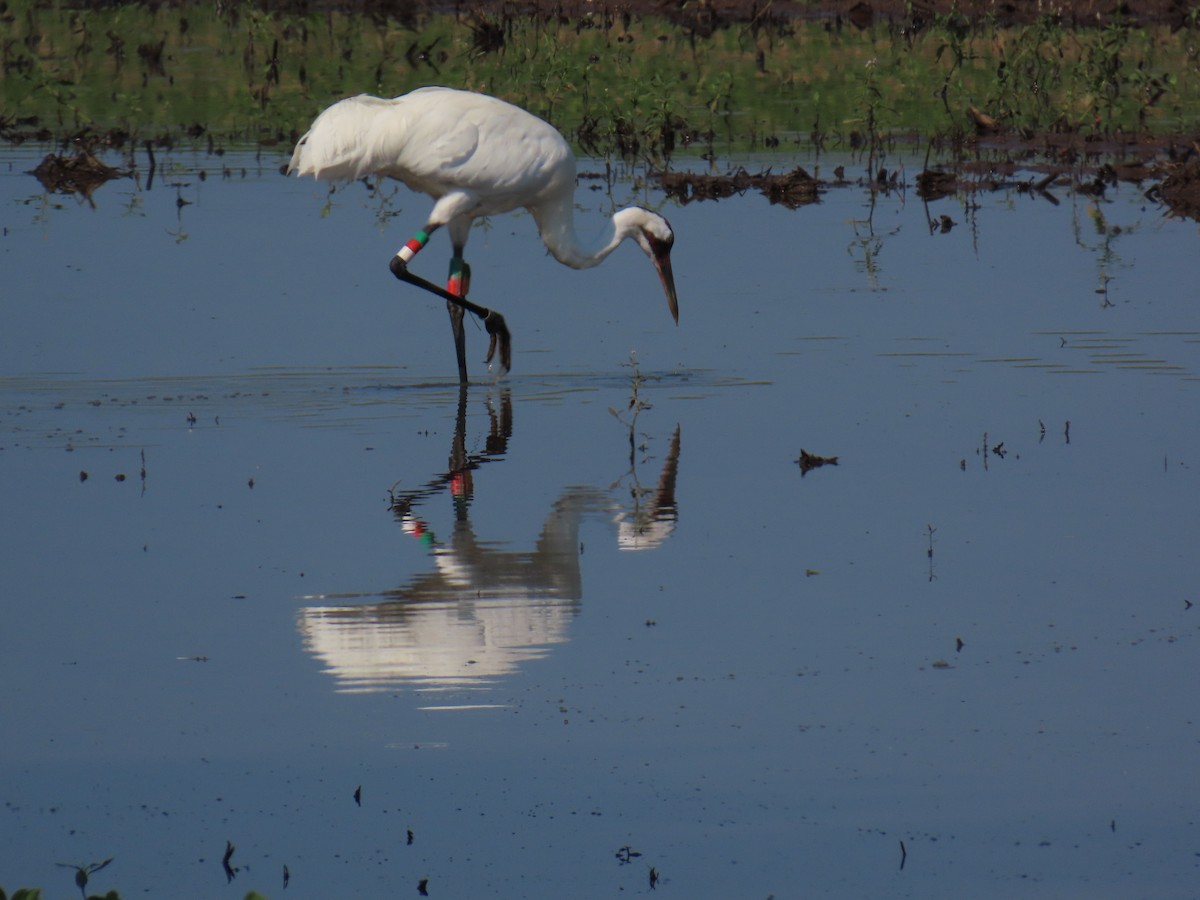 Whooping Crane - ML621446406