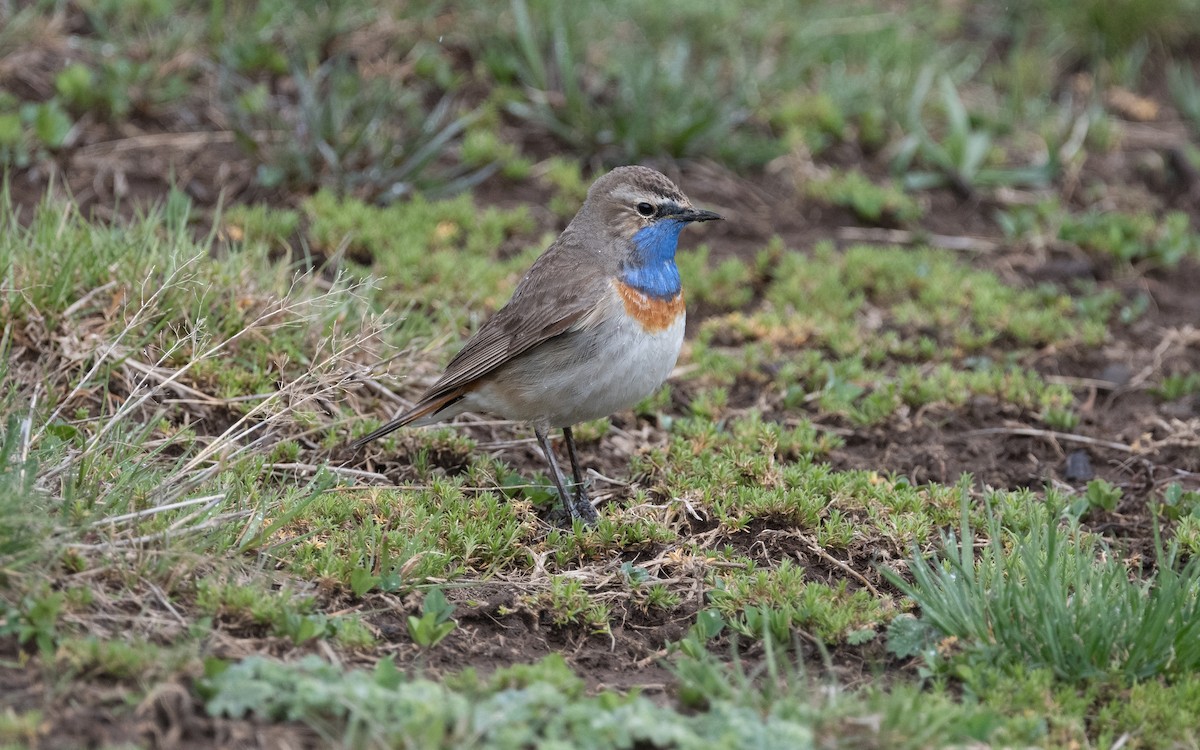 Bluethroat (Caucasian) - ML621446412