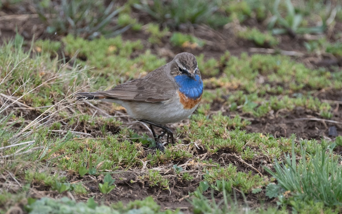 Bluethroat (Caucasian) - ML621446420