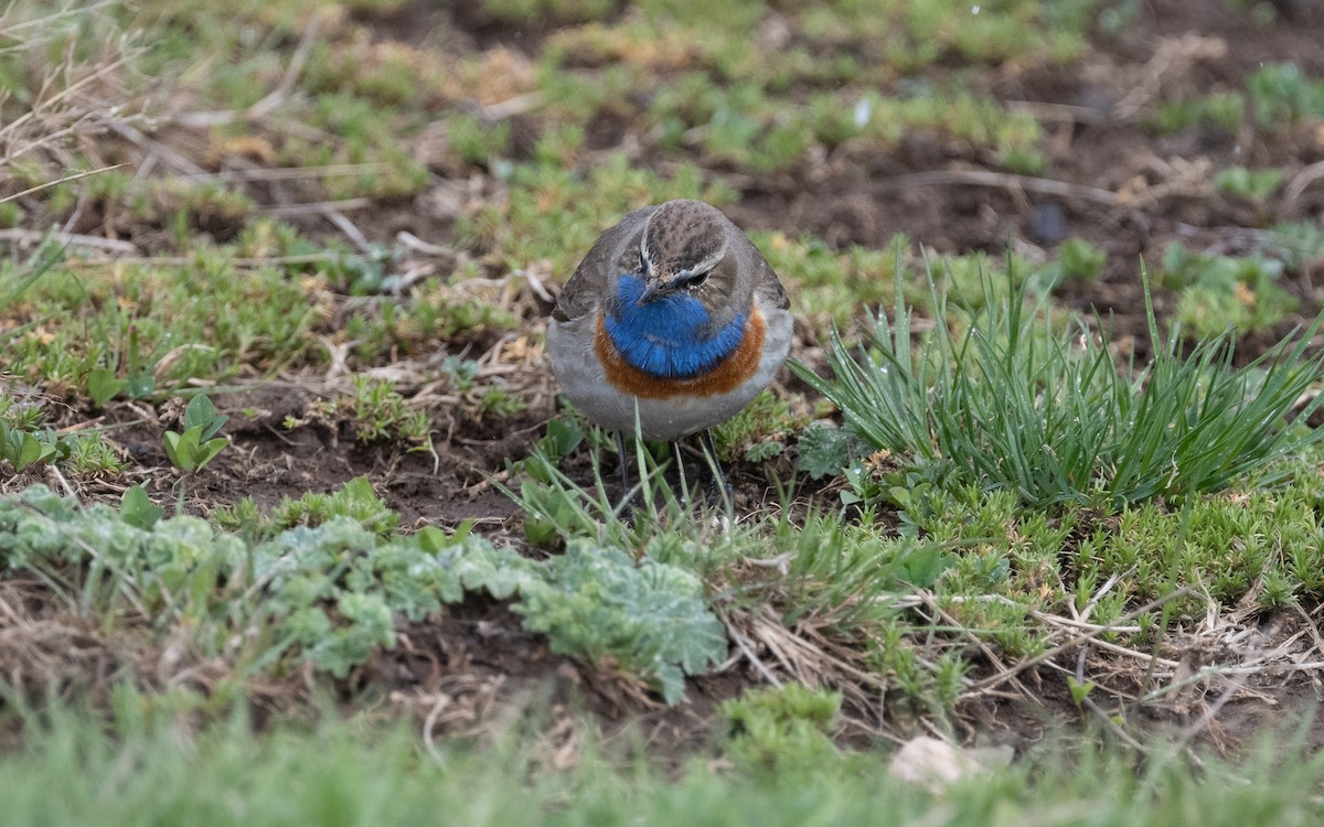 Bluethroat (Caucasian) - ML621446428