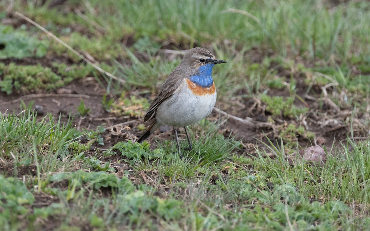 Bluethroat (Caucasian) - ML621446434
