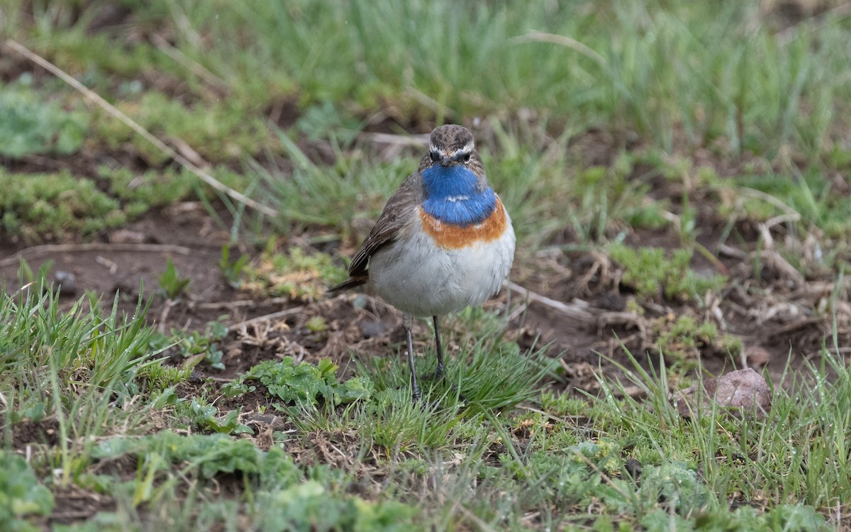 Bluethroat (Caucasian) - ML621446446