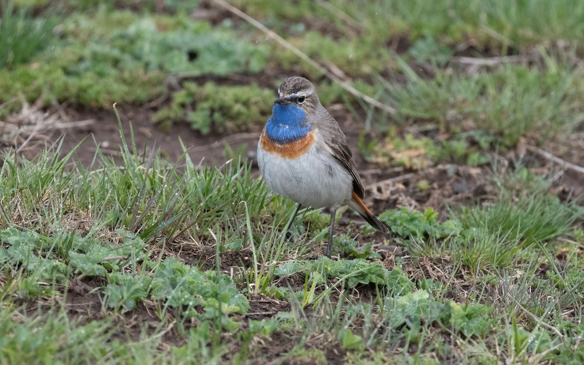 Bluethroat (Caucasian) - ML621446453