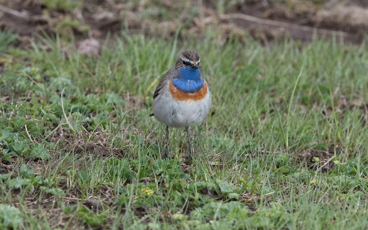 Bluethroat (Caucasian) - ML621446467
