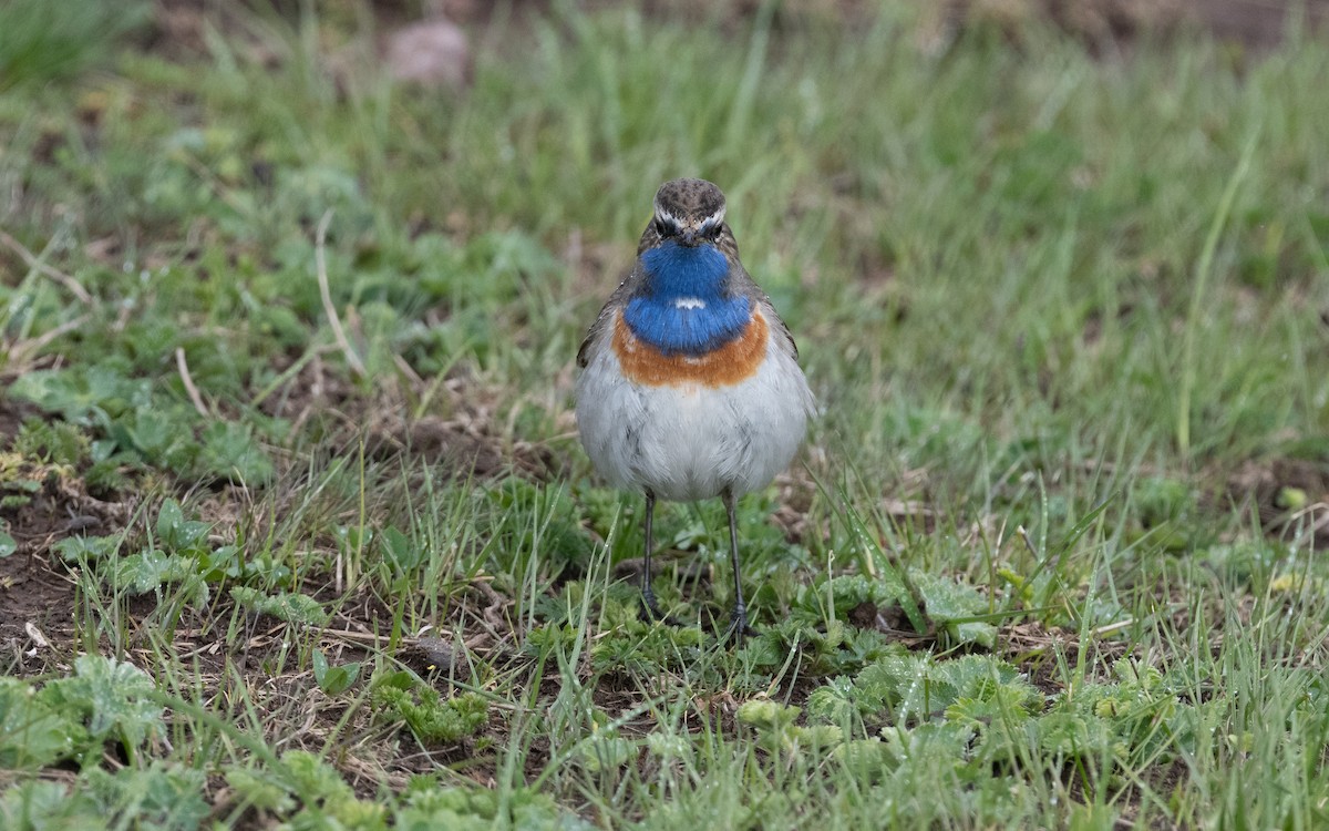 Bluethroat (Caucasian) - ML621446489