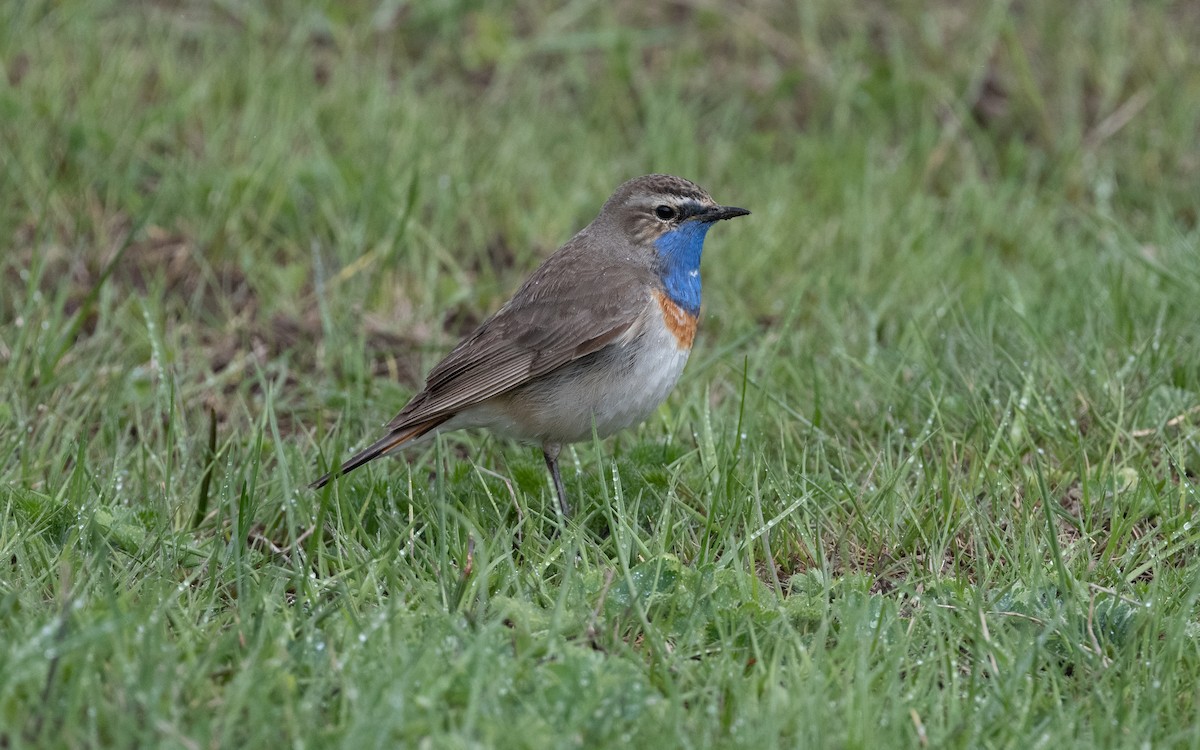Bluethroat (Caucasian) - ML621446494