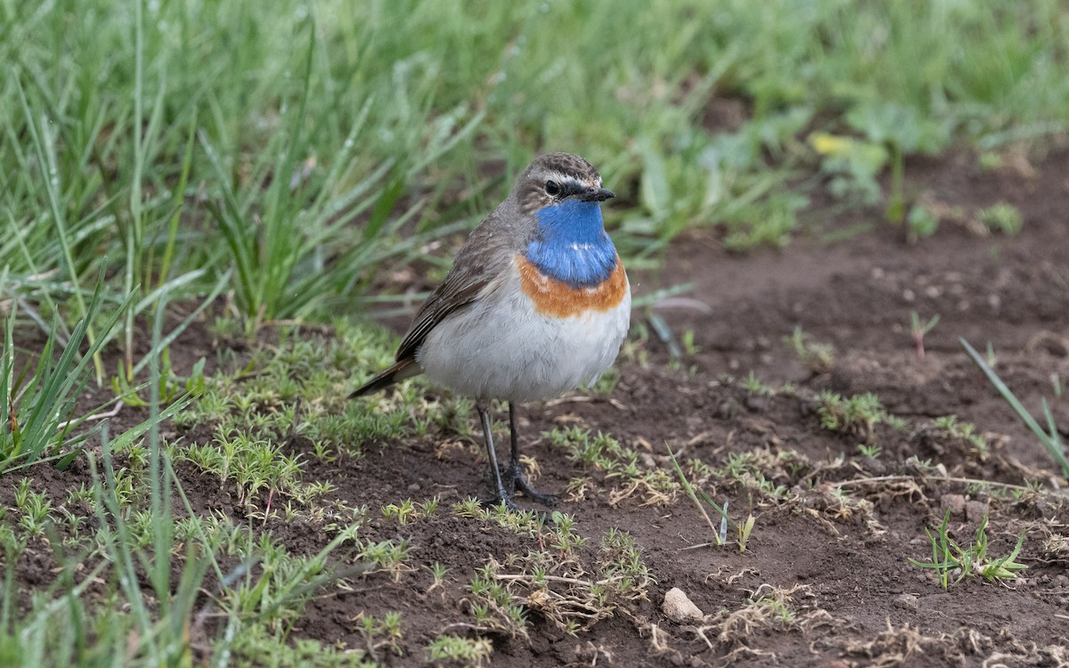 Bluethroat (Caucasian) - ML621446495