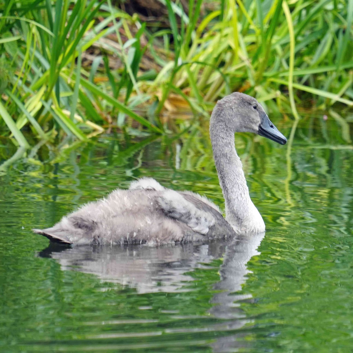Cigno reale - ML621446525