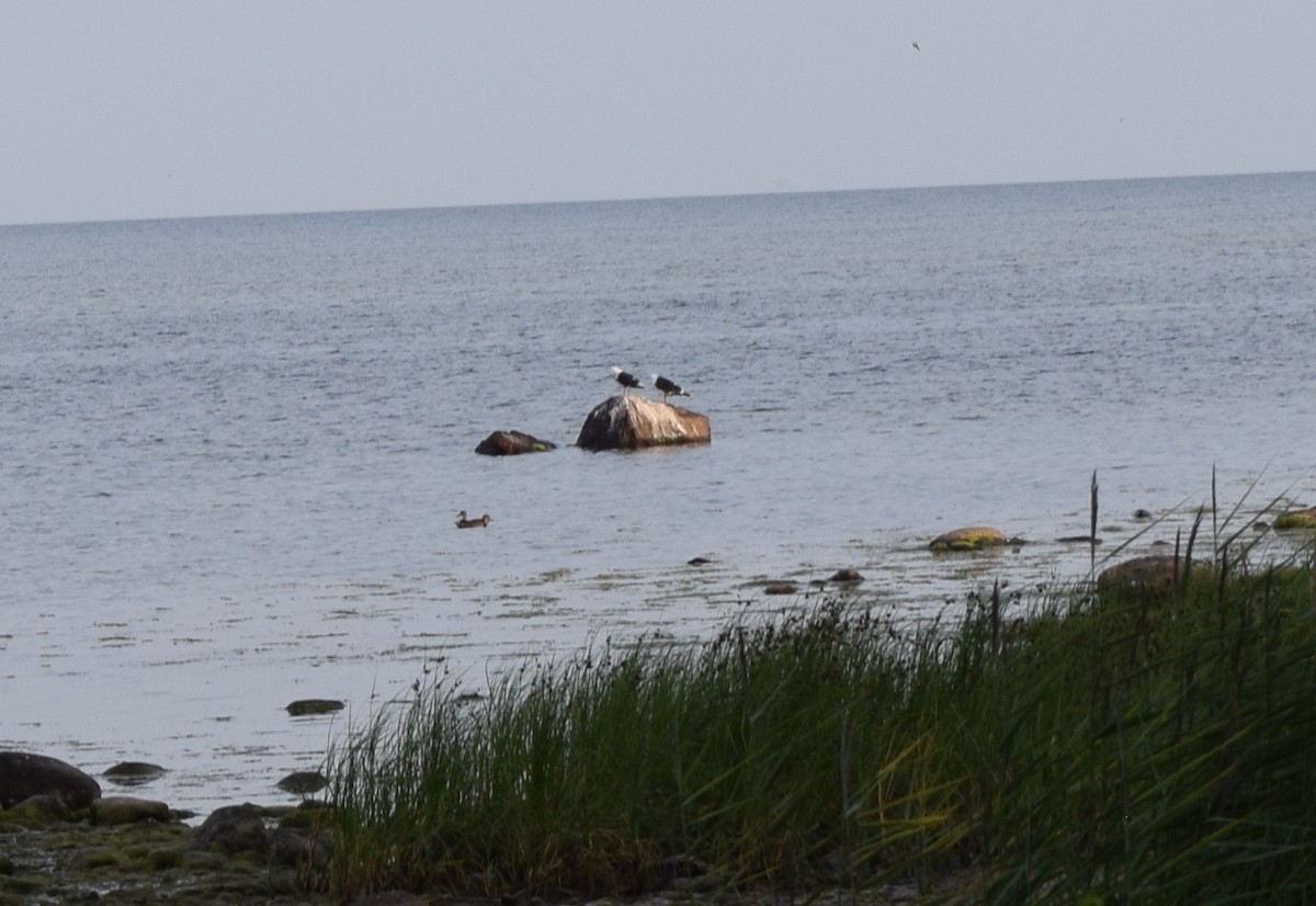 Great Black-backed Gull - ML621446541