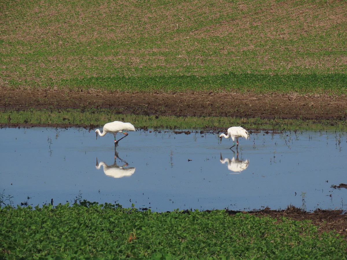 Whooping Crane - ML621446570
