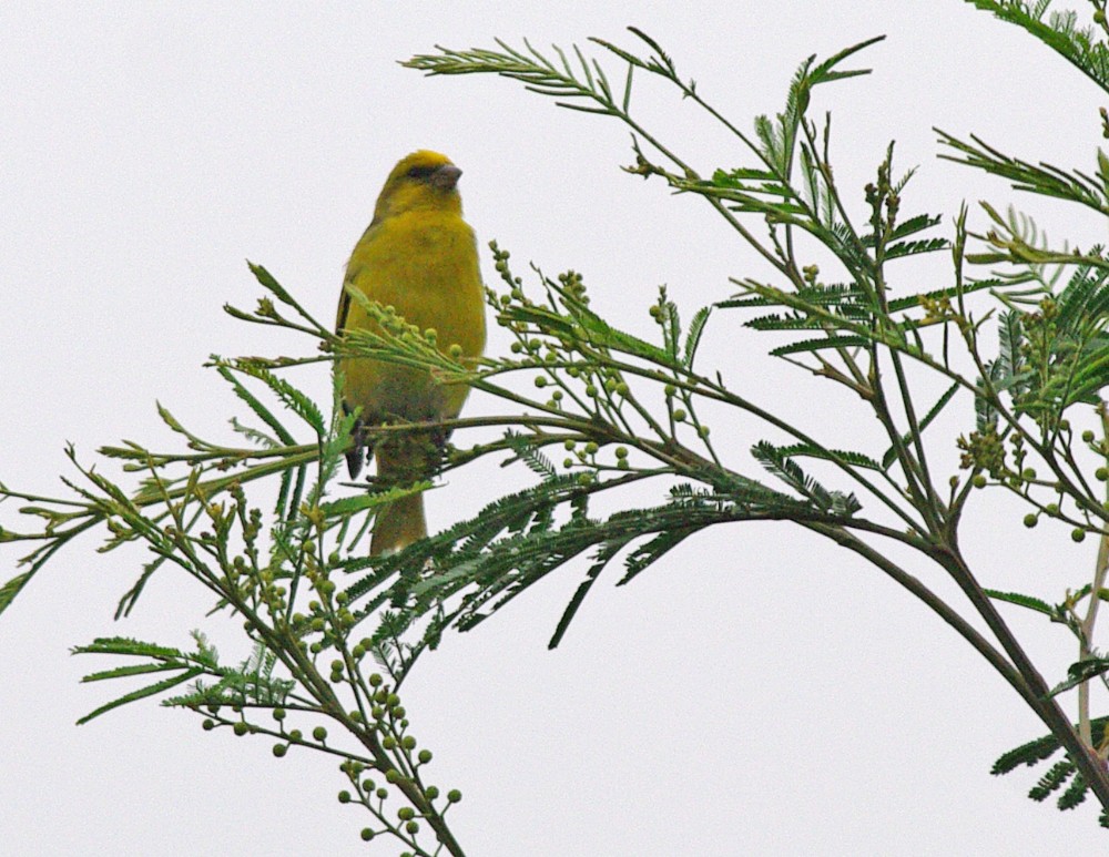 Yellow-crowned Canary - ML621446628