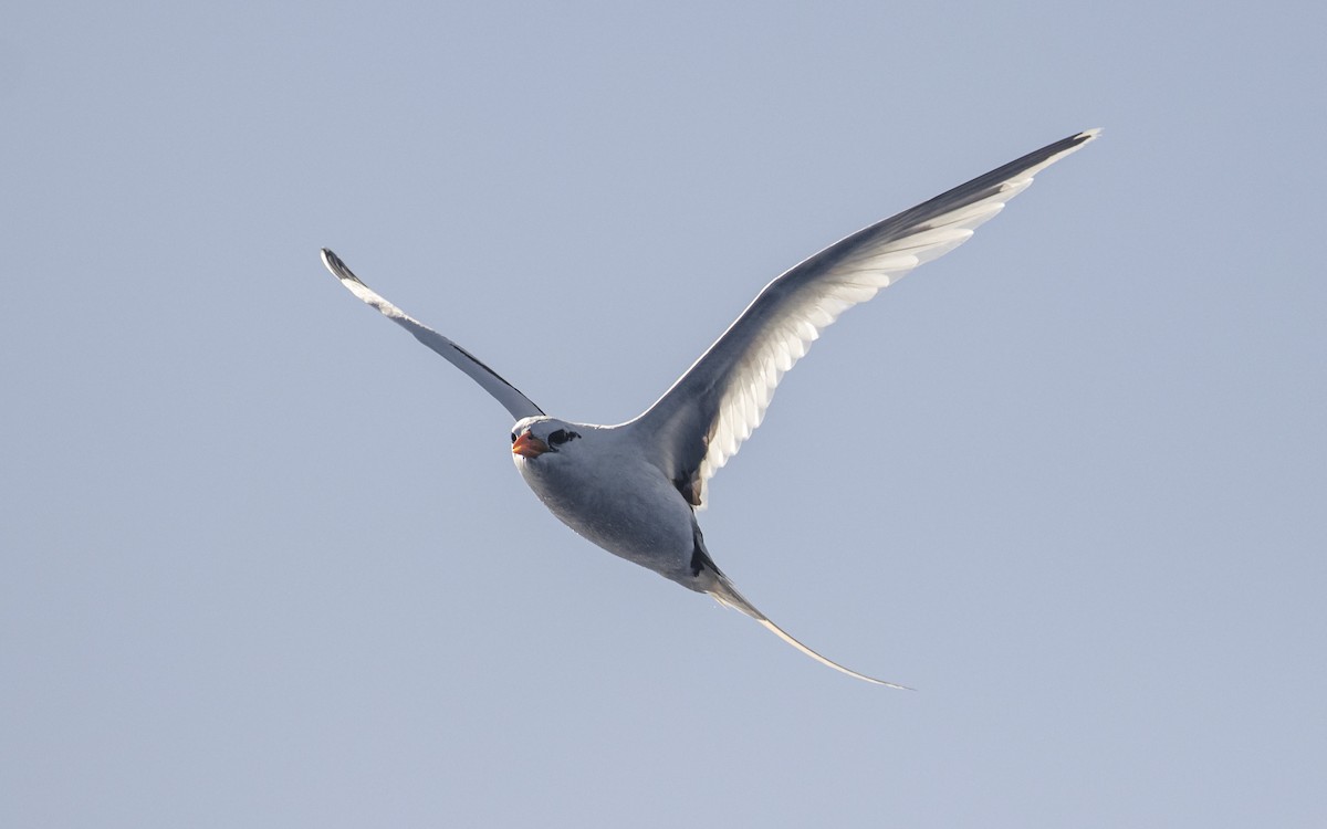 White-tailed Tropicbird (Atlantic) - ML621446706