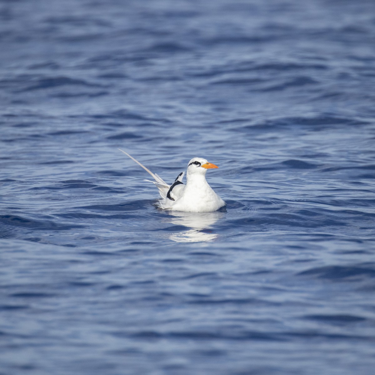 White-tailed Tropicbird (Atlantic) - ML621446707