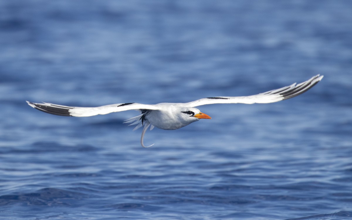 White-tailed Tropicbird (Atlantic) - ML621446708