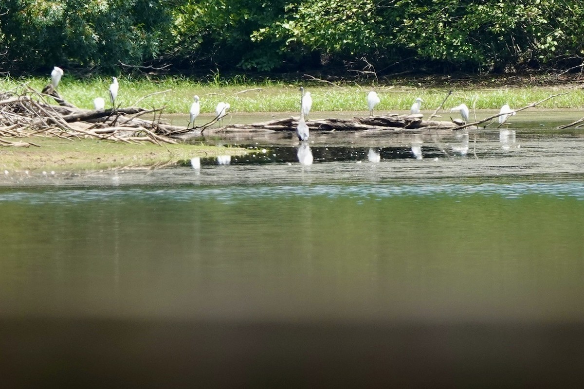 Little Blue Heron - ML621446711