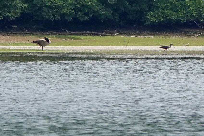 White Ibis - ML621446761