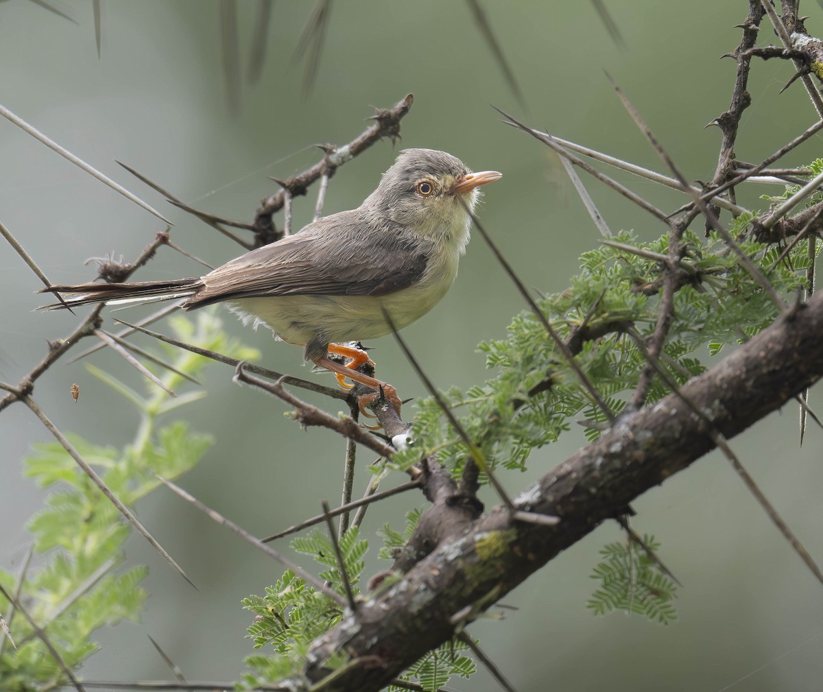 Buff-bellied Warbler - ML621446764