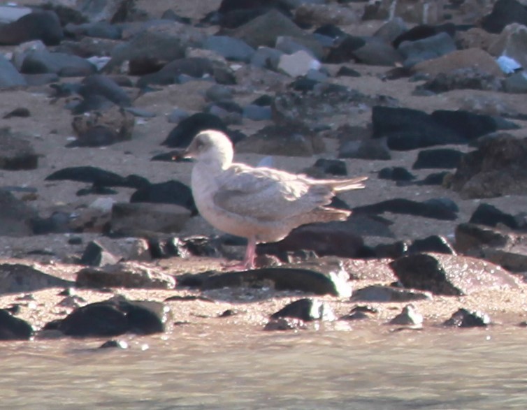 Iceland Gull (Thayer's) - ML621446792