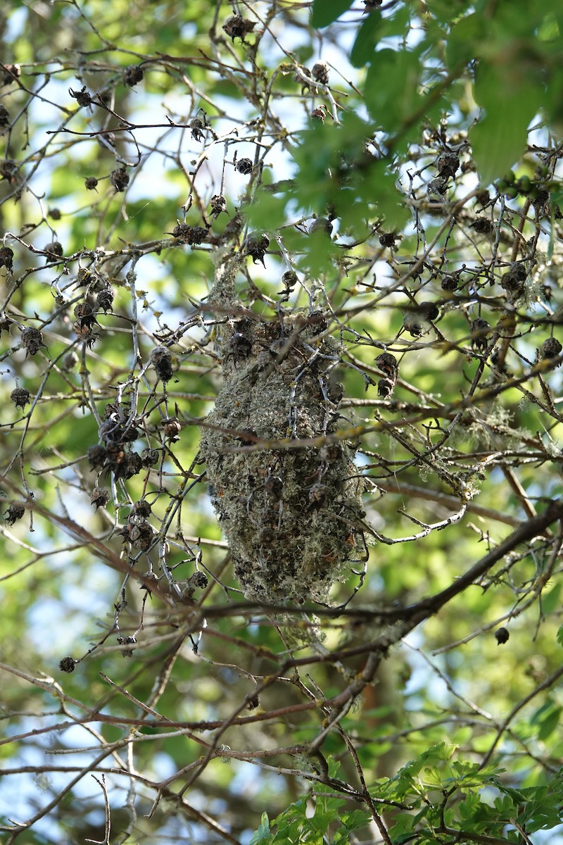 Bushtit - ML621446849
