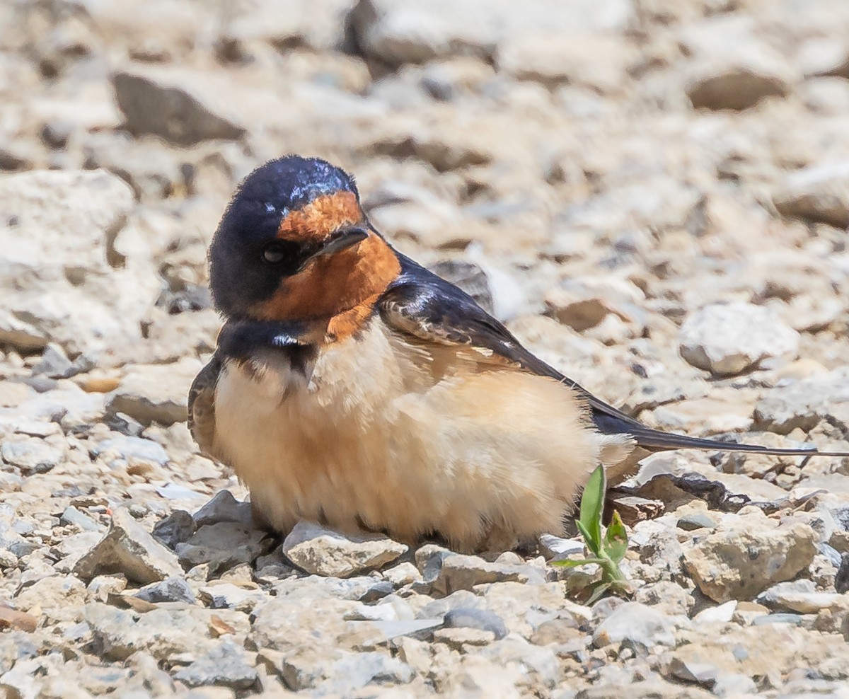 Barn Swallow - ML621446967