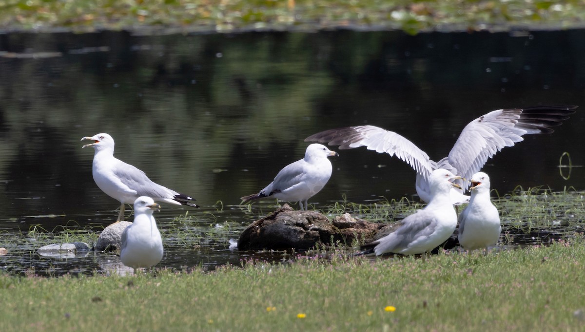 Ring-billed Gull - ML621446973