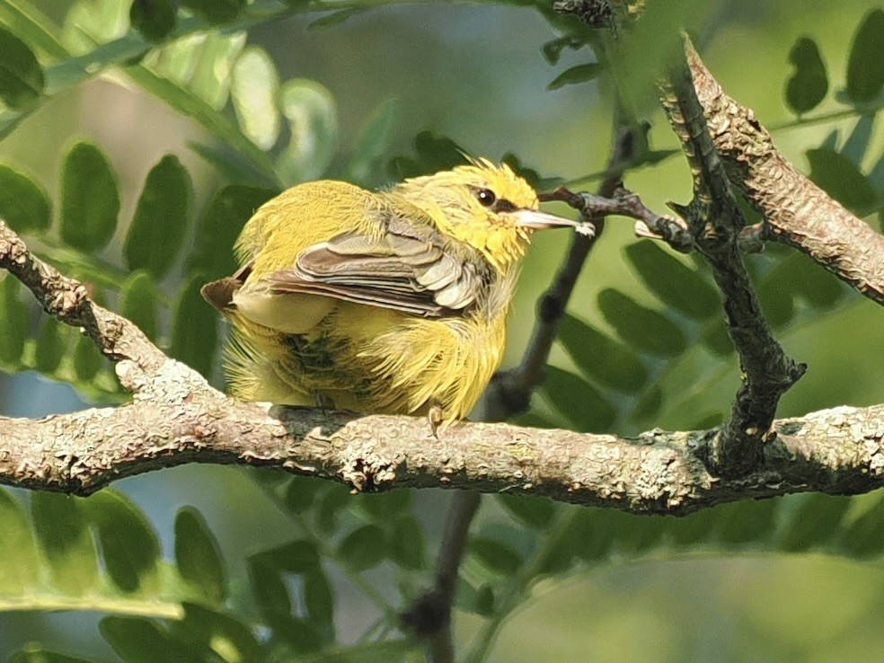 Blue-winged Warbler - ML621447080