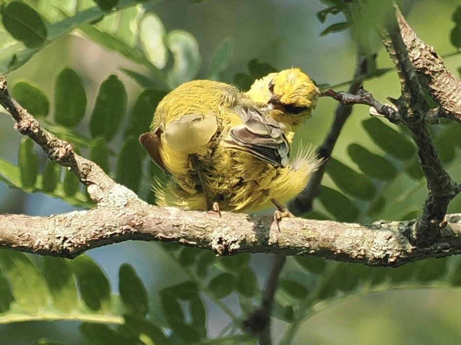 Blue-winged Warbler - ML621447081